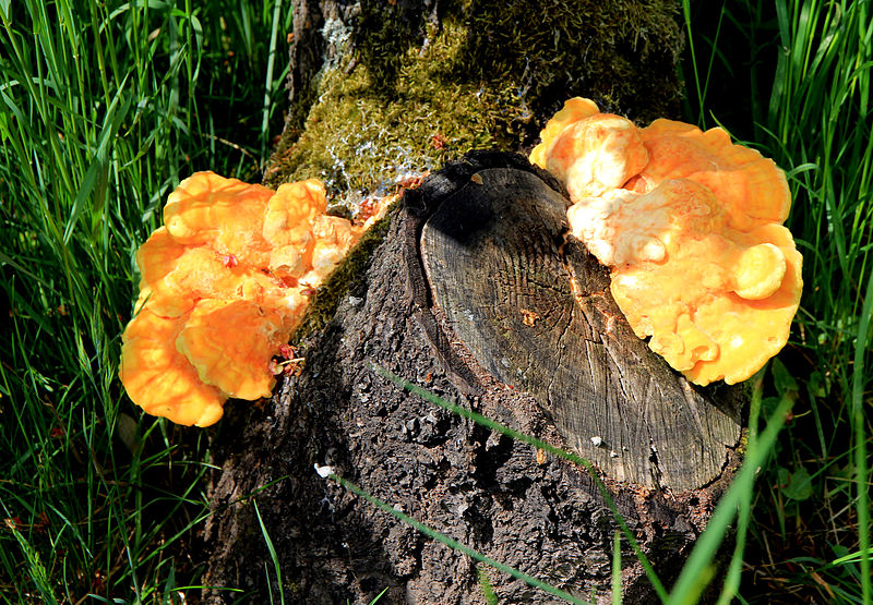 Dřevokazn&aacute; houba