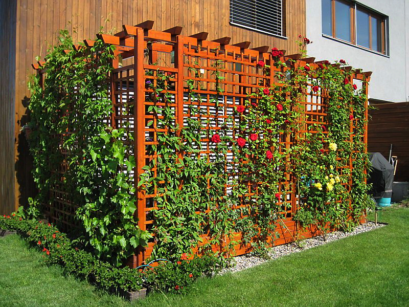 Popínavé rostliny a pergola